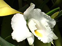 木村さんの温室で咲く白い蘭