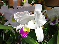 木村さんの温室で咲く白と紫の蘭