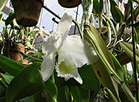 木村さんの温室で咲く白い蘭